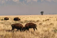 Jackson Grand Teton Wildlife Safari thumbnail 4