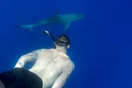 Oahu Cage-Free Shark Swim North Shore 105 Min thumbnail 2