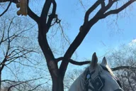 New York City Central Park Horse-Drawn Carriage Tour thumbnail 3