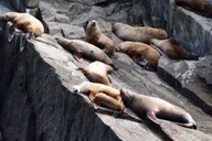 Seward Wildlife Cruise in Spring - 4 hr thumbnail 4