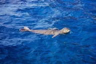 Kaanapali Beach Snorkel Tour 3 Hr thumbnail 6