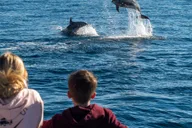 Dana Point Dolphin and Whale Watching with Underwater Viewing thumbnail 6