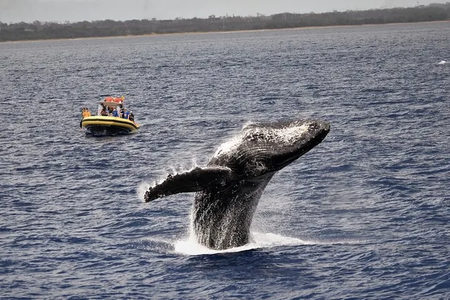 Lahaina Whale Watching Raft Tour 2 hr - Image 4