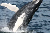 Plymouth Whale Watching Cruise thumbnail 4