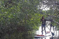 Naples Paddleboard Mangrove Forest Tour 90 min thumbnail 1