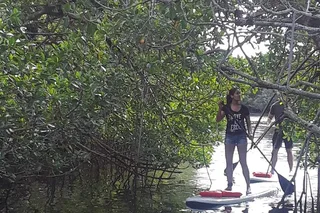 Naples Paddleboard Mangrove Forest Tour 90 min