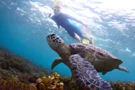 Hawaii Snorkeling Tour with Turtles 2.5 hr thumbnail 1