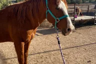 Las Vegas Grand Canyon Horseback Tour thumbnail 2