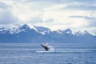 Juneau Whale Watching and Mendenhall Glacier Tour thumbnail 2