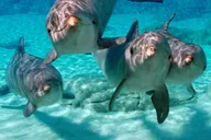 Miami Key West Day Trip with Dolphin Spotting or Snorkeling thumbnail 6