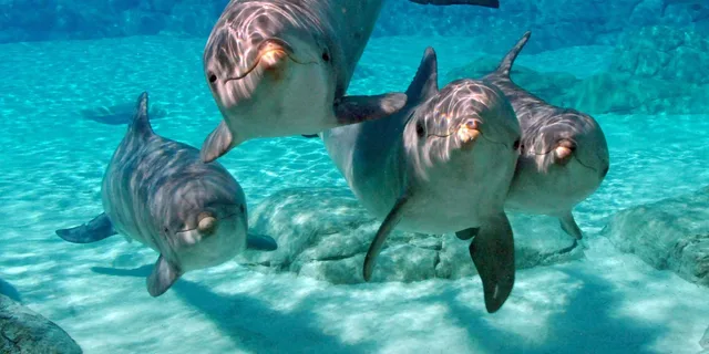 Miami Key West Day Trip with Dolphin Spotting or Snorkeling - Image 6