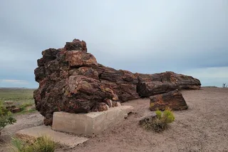 Sedona Petrified Forest and Painted Desert Tour