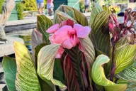 Boston Day Trip to New England Botanic Gardens thumbnail 6