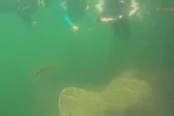 Crystal River Manatee Swim Tour with Free Photos thumbnail 2