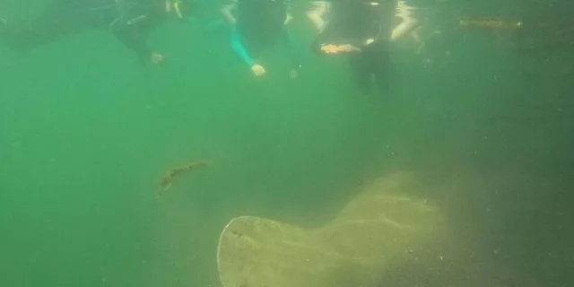 Crystal River Manatee Swim Tour with Free Photos - Image 2
