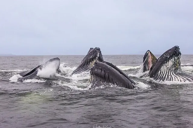 Whale and Wildlife Viewing Tour - Image 2