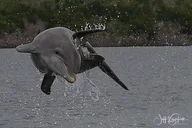 10,000 Islands Dolphin & Shelling Boat Tour 3.5 hr thumbnail 5