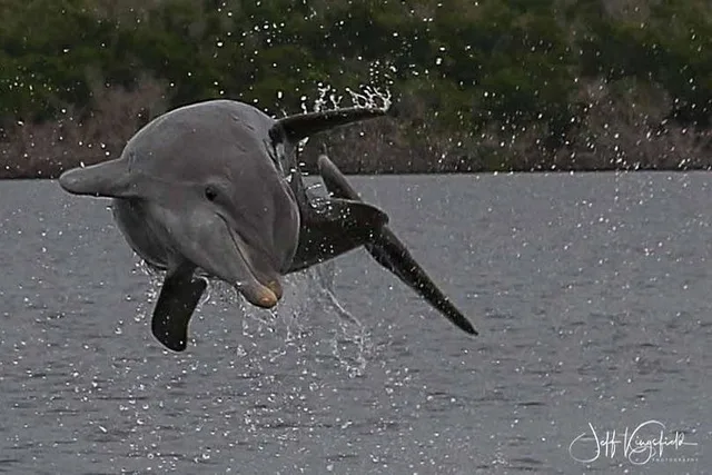 10,000 Islands Dolphin & Shelling Boat Tour 3.5 hr - Image 5