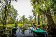 New Orleans Plantation and Kayak Swamp Tour thumbnail 5
