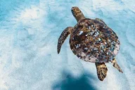 Oahu Dolphin Watching and Turtle Snorkeling thumbnail 4