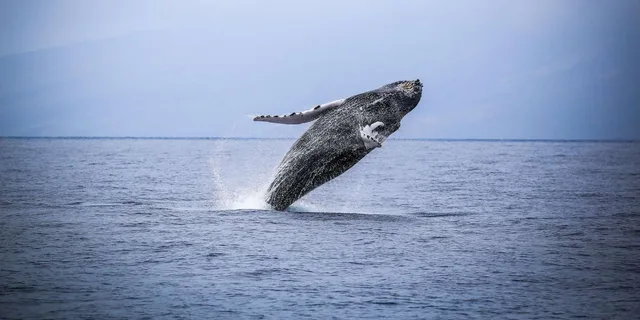 Maui Snorkeling and Sailing Adventure - Image 6