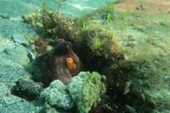Fort Lauderdale Snorkeling Adventure 2 hr thumbnail 1