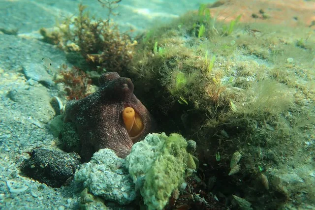 Fort Lauderdale Snorkeling Adventure 2 hr - Image 1