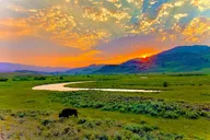 Yellowstone Wildlife Adventure in Lamar Valley at Sunrise thumbnail 5