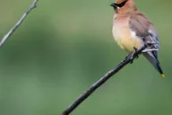 Denver Rocky Mountain Wildlife Tour thumbnail 5