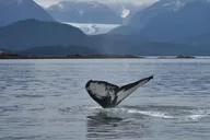Juneau Land & Sea Tour thumbnail 1