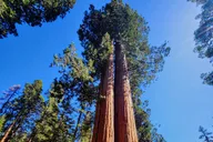 Sequoia National Park Private Tour thumbnail 2