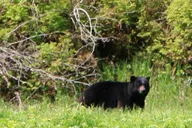 Ketchikan Misty Fjords Private Boat Tour thumbnail 3