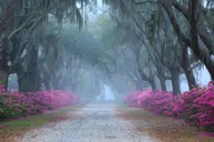 Savannah Bonaventure Cemetery Tour thumbnail 1