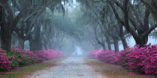 Savannah Bonaventure Cemetery Tour