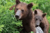 Sitka Totem Poles and Wildlife Tour thumbnail 4