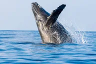 Ma'alaea Whale Watching Tour Aboard Catamaran thumbnail 6