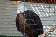 Sitka Bears, Eagles & Totem Forest Walk thumbnail 4