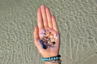Madeira Beach Shell Key Preserve Shelling Cruise 3 hr thumbnail 1