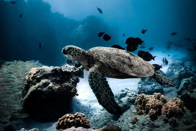 Honolulu Snorkel Tour at Turtle Canyon 90 min - Image 1