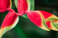 Kauai McBryde Garden Self-Guided Visit 2.5 hr thumbnail 3