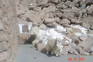 Denver Red Rocks and Mount Evans Private Tour thumbnail 2