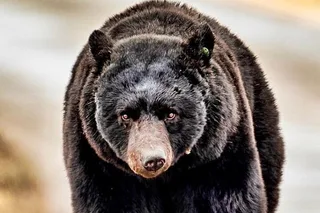 Ketchikan Private Wildlife Tour 4 hr