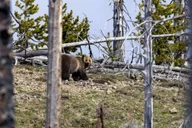 Yellowstone Volcano Lower Loop Tour thumbnail 1