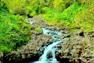 Hana Rainforest Tour thumbnail 3