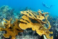 Key Largo Snorkel Tour to Coral Reefs thumbnail 4