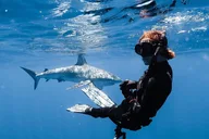 Oahu Shark Diving and Snorkeling thumbnail 3