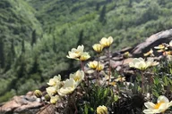 Denali Walking Tour with Naturalist Guide thumbnail 4