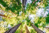San Francisco Muir Woods and Sausalito Tour thumbnail 6
