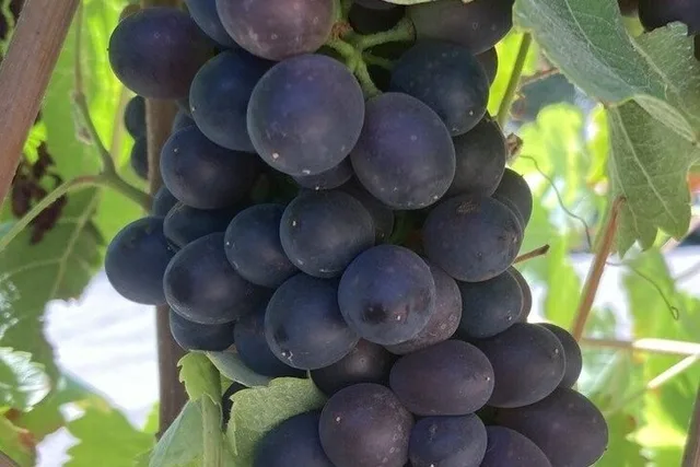 Santa Ynez Valley Wine Tour 6 hr - Image 1
