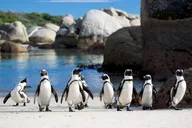 Cape Town Seal and Penguin Tour Full Day thumbnail 5